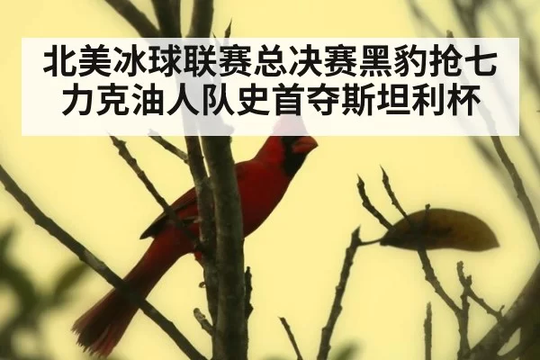 北美冰球联赛总决赛黑豹抢七力克油人队史首夺斯坦利杯